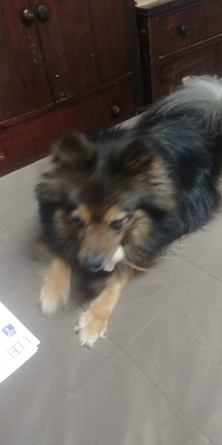 Image of Shep pomeranian, Lost Dog