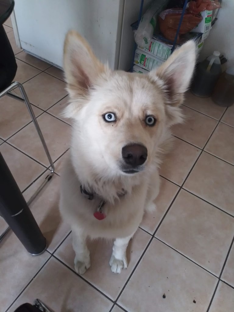 Image of Osa, Lost Dog