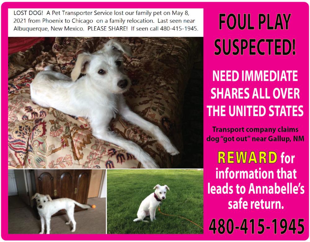 Image of Annabelle white smal, Lost Dog