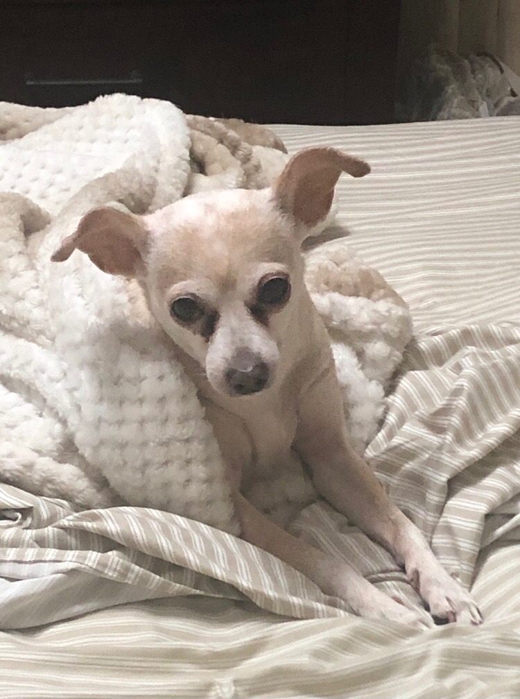 Lost Dog Chihuahua In Miami, Fl - Lost My Doggie