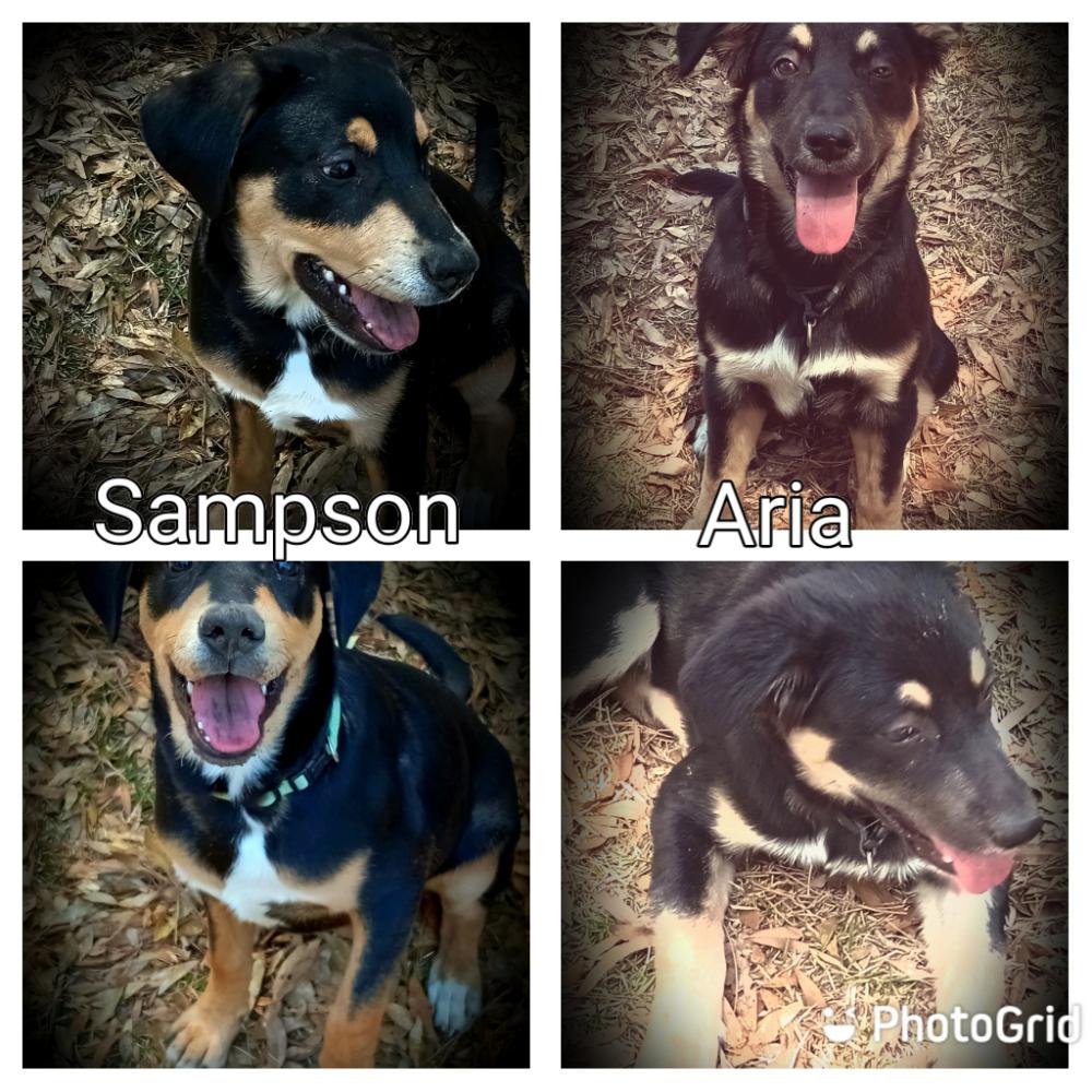 Image of Aria & Sampson, Lost Dog