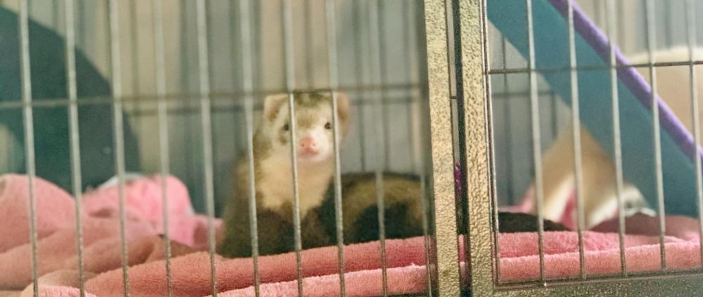 Image of Smores, Lost Ferret
