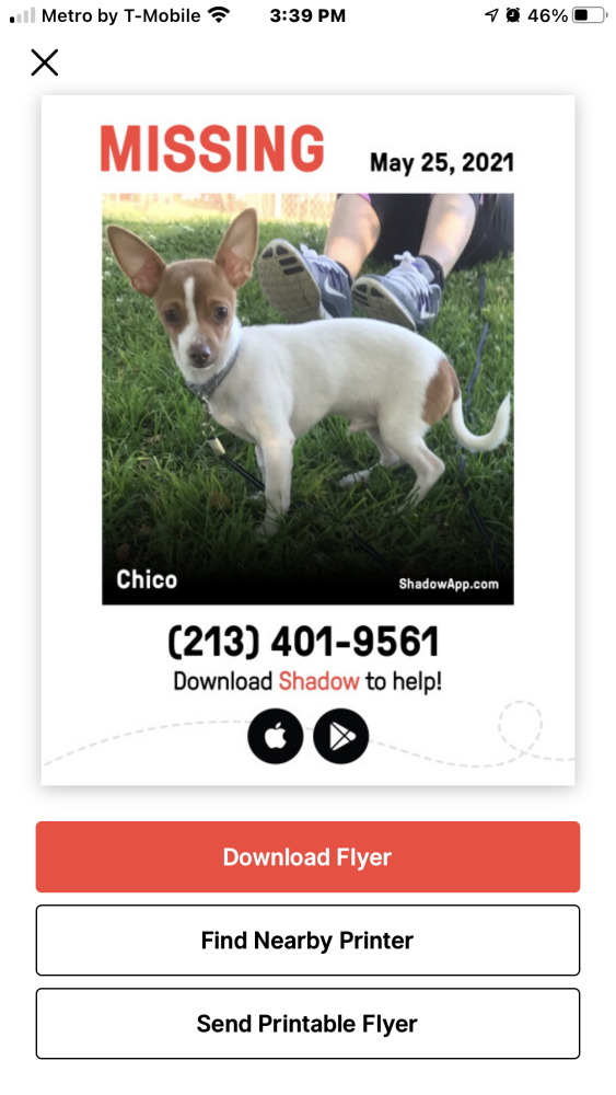 Image of Chiquito, Lost Dog