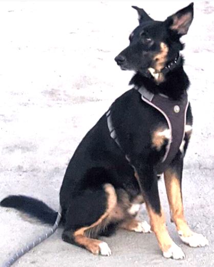 Image of Balto, Lost Dog
