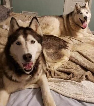 Image of Sampson and Maxwell, Lost Dog