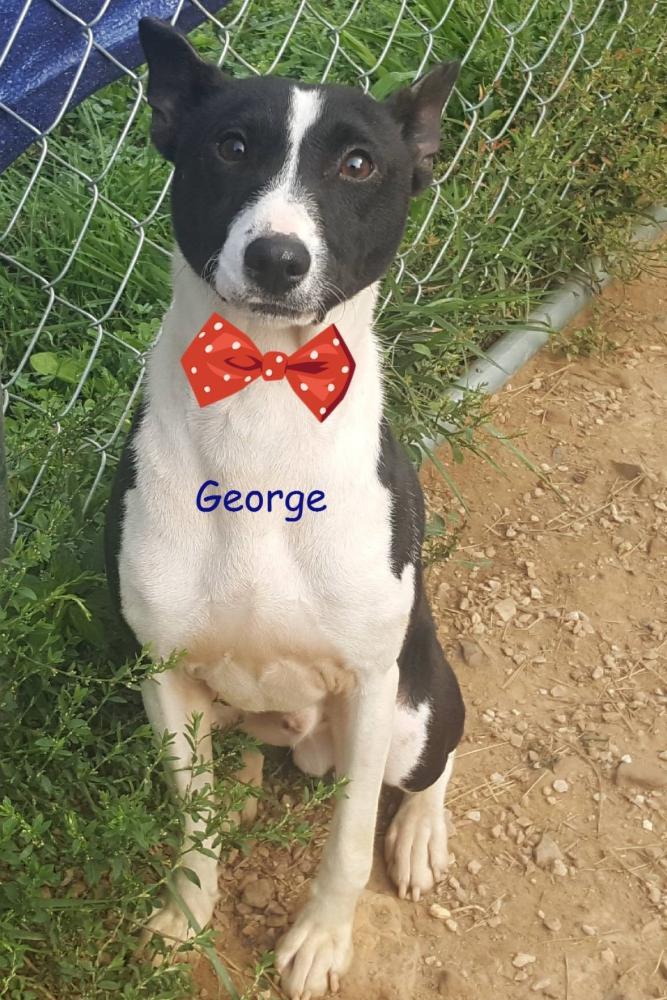 Image of George, Lost Dog