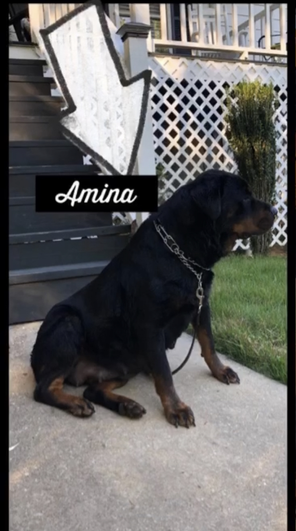 Image of Amina Lewis, Lost Dog