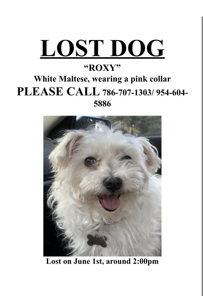 Image of roxy, Lost Dog