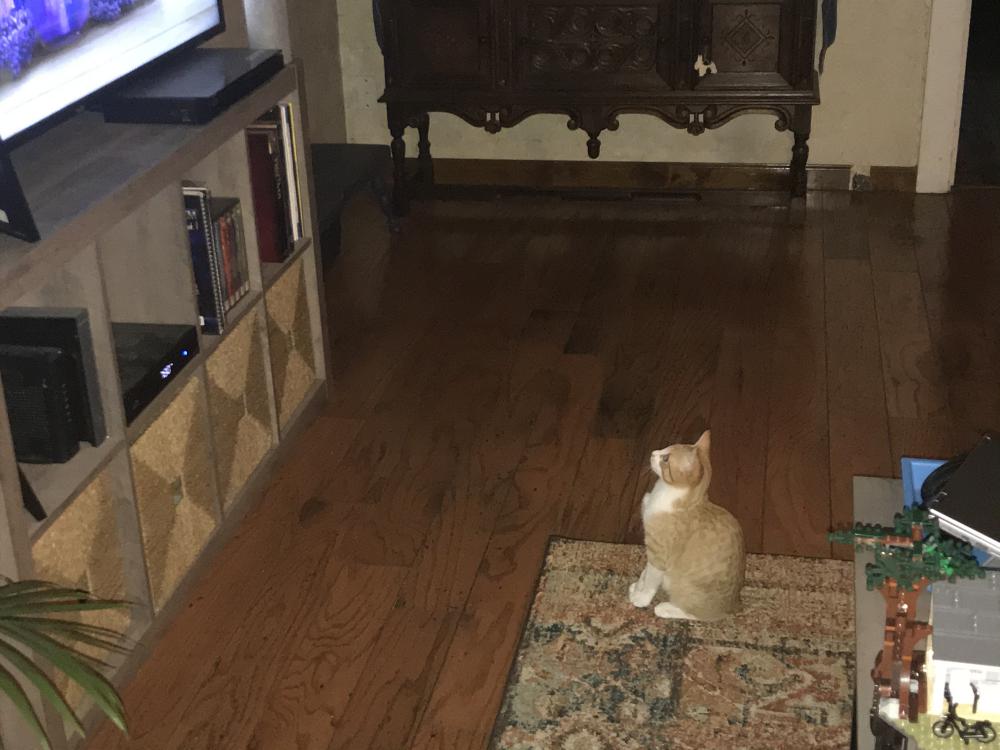 Image of Pismo, Lost Cat