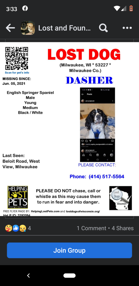 Image of Dasher, Lost Dog