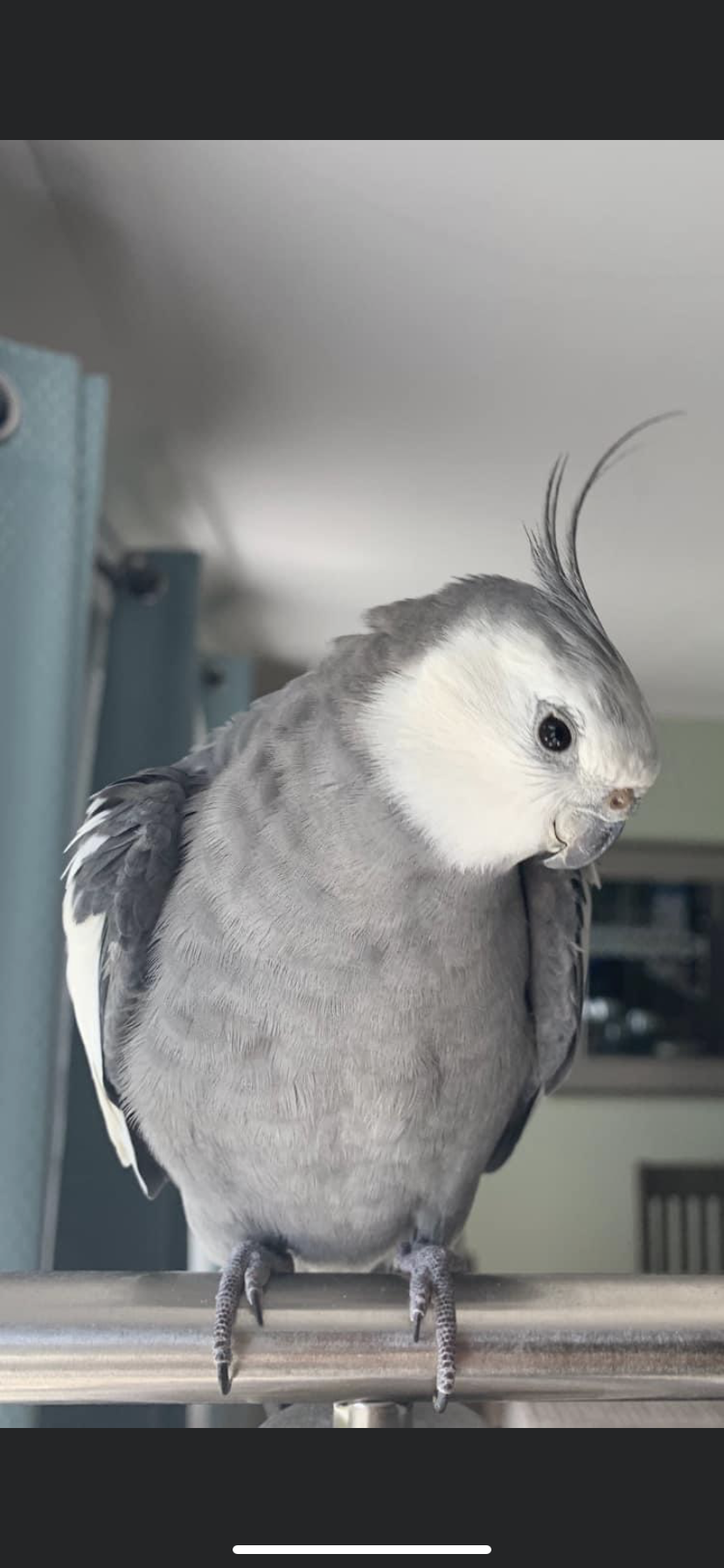 Image of Coco, Lost Bird