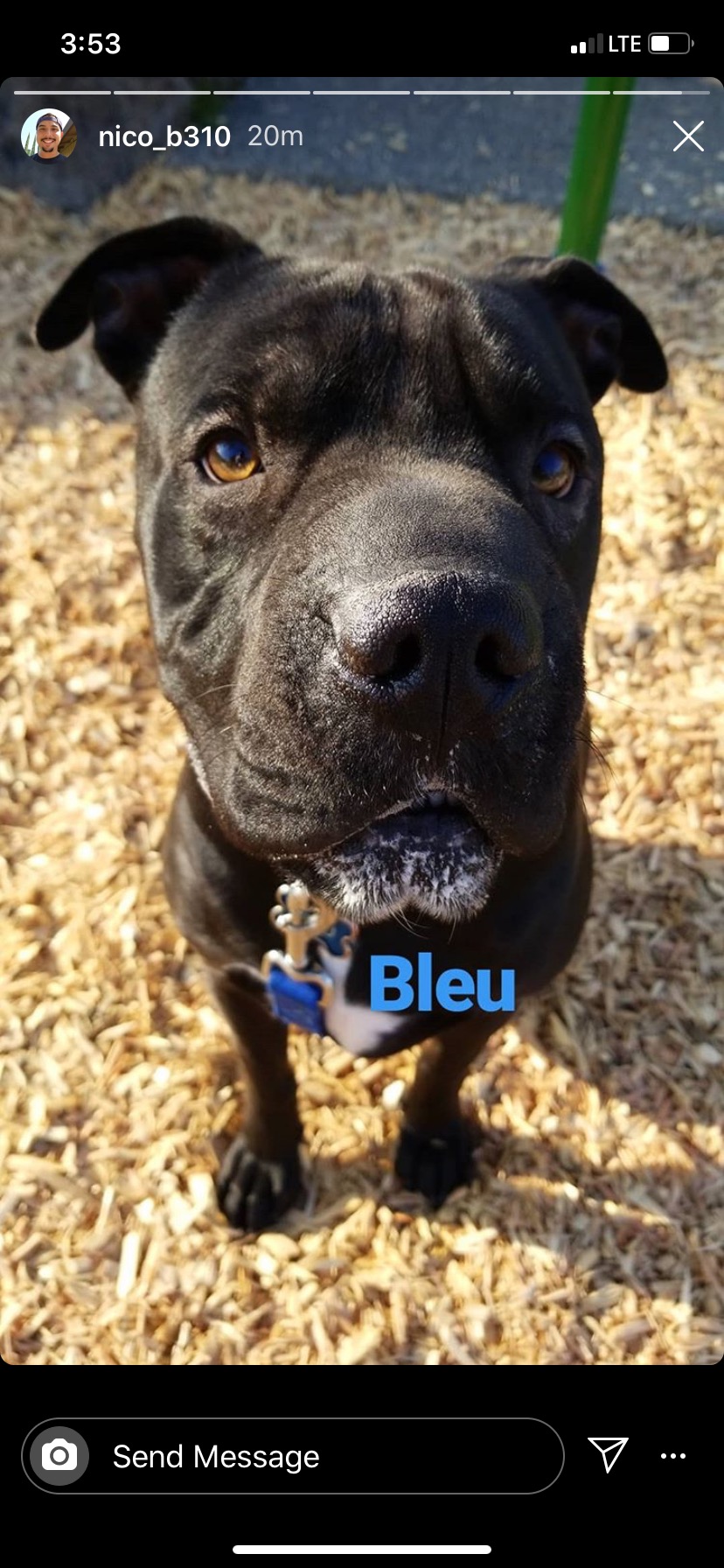 Image of Bleu, Lost Dog