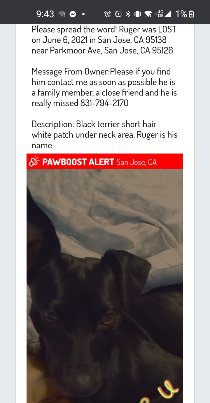 Image of Ruger, Lost Dog