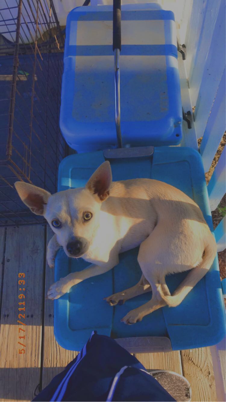 Image of Odi, Lost Dog