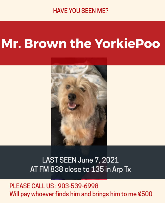 Image of Mr Brown, Lost Dog
