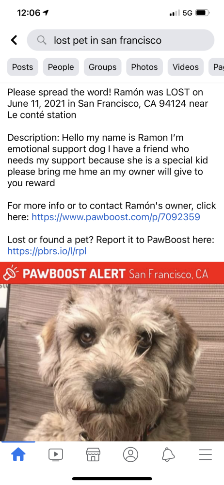 Image of Ramon, Lost Dog