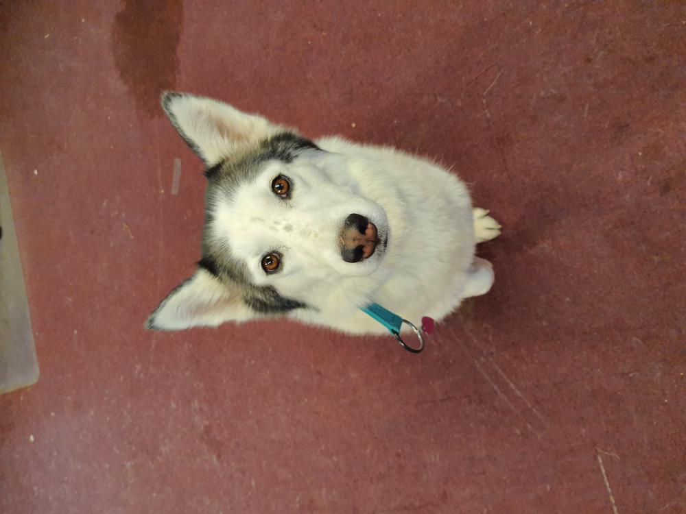 Image of Nikita, Lost Dog