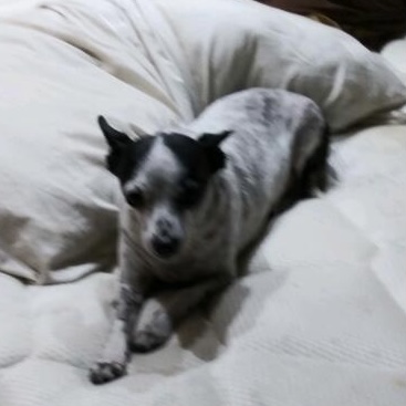 Image of Archy, Lost Dog