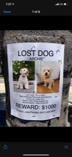 Image of Archie, Lost Dog
