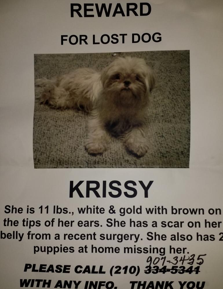 Image of Krissy, Lost Dog