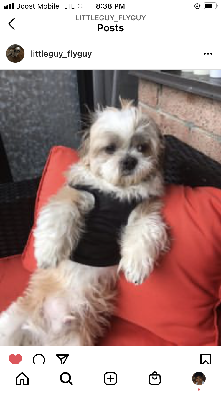 Image of Lil Guy, Lost Dog
