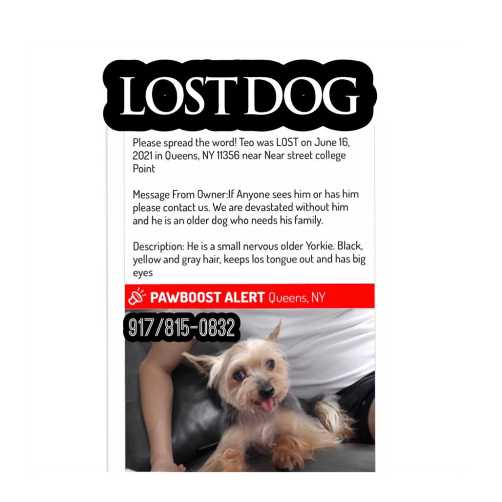 Image of Teo, Lost Dog