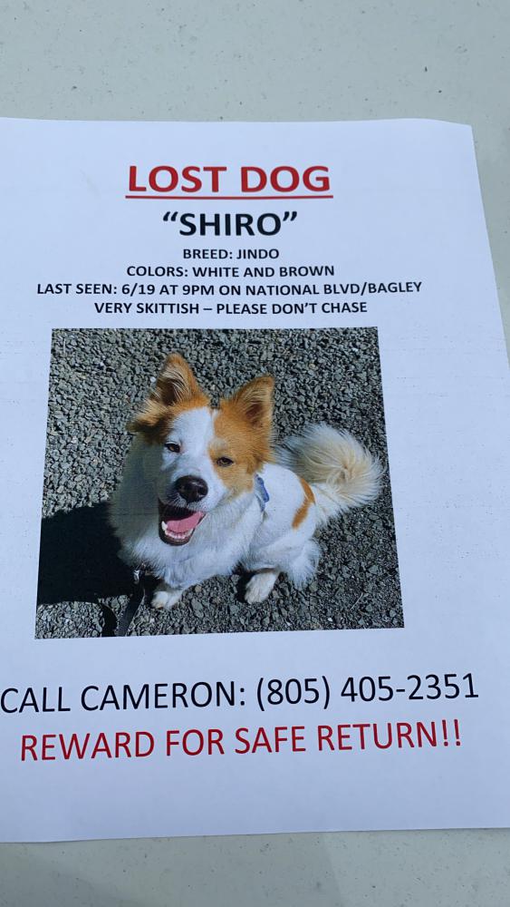 Image of Shiro, Lost Dog
