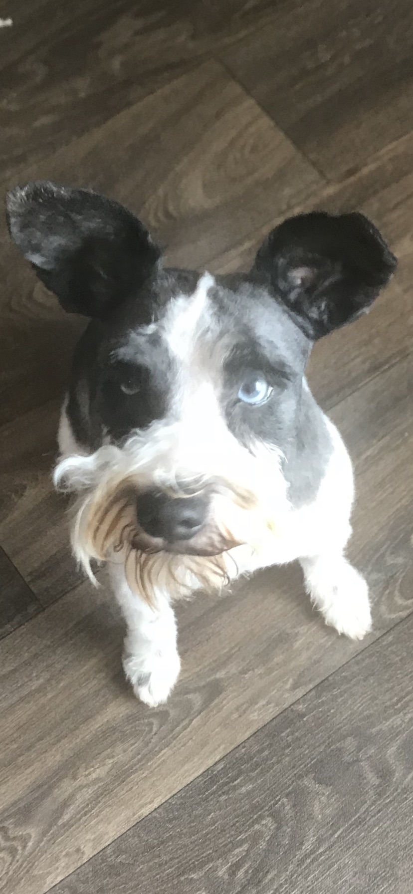 Image of Frankie, Lost Dog