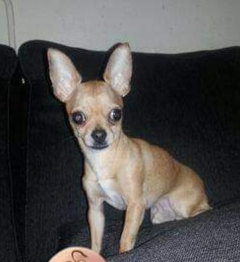Image of Baby, Lost Dog