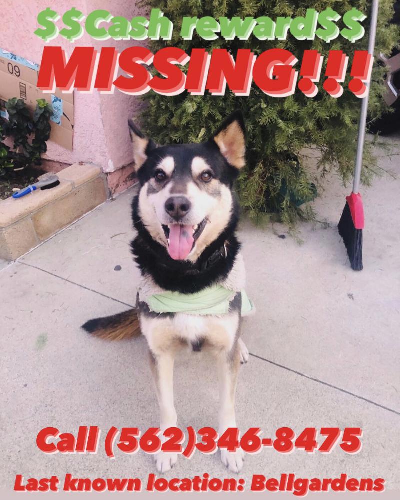 Image of Lovo, Lost Dog