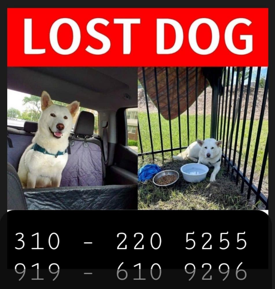 Image of Ere, Lost Dog