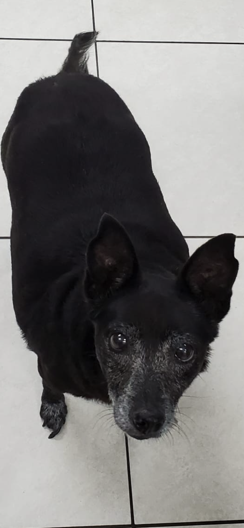 Image of Unknown female, Found Dog