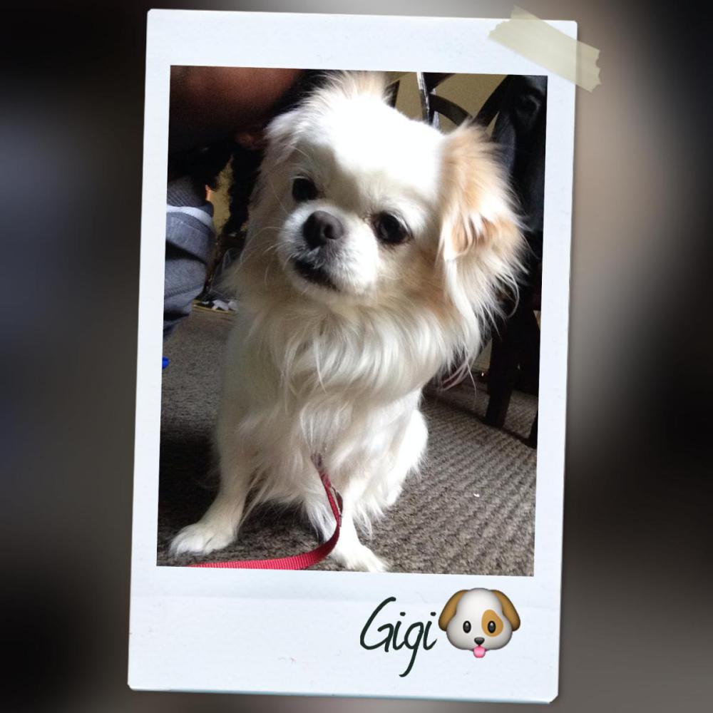 Image of Gigi, Lost Dog