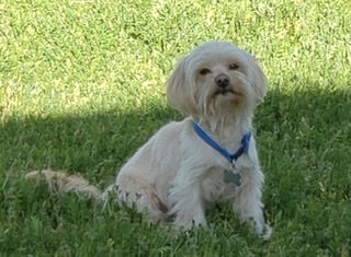 Image of Smalls, Lost Dog