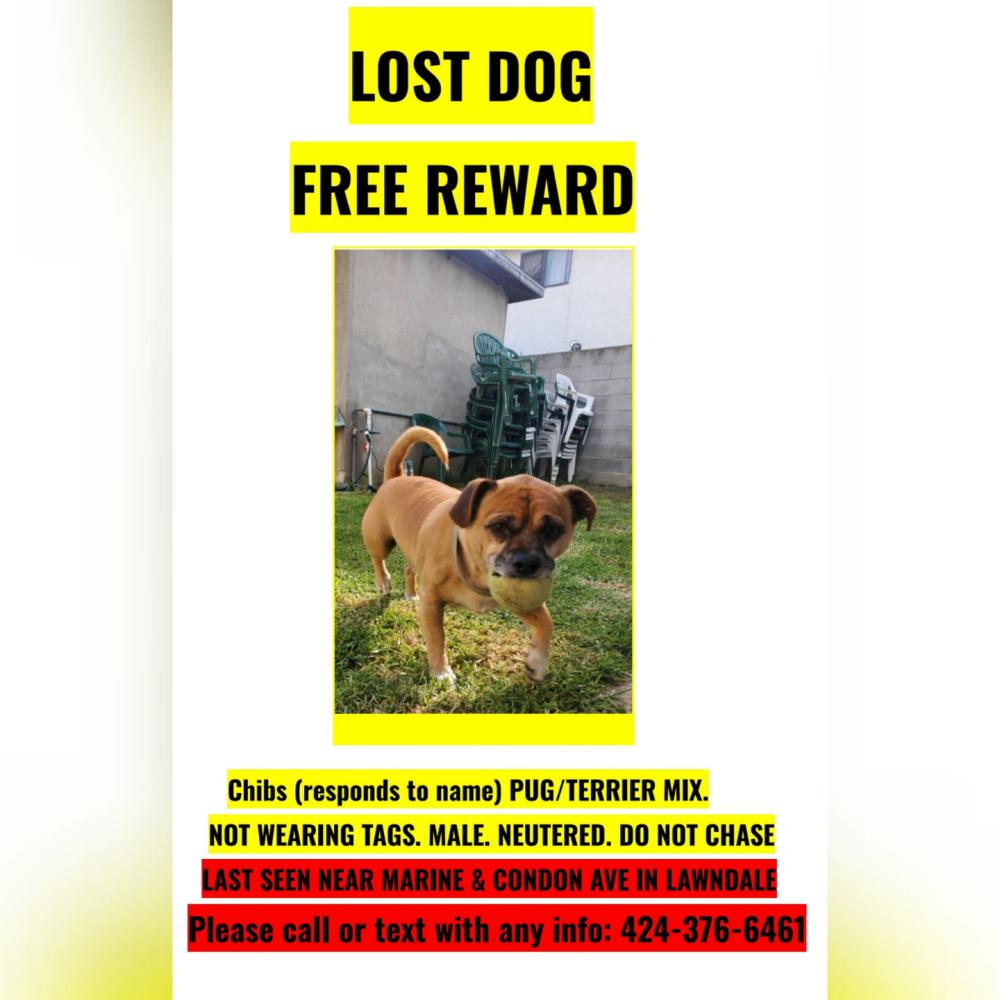 Image of Chibs, Lost Dog