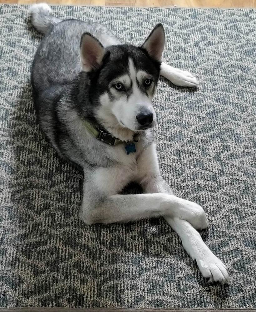 Image of Stoic, Lost Dog