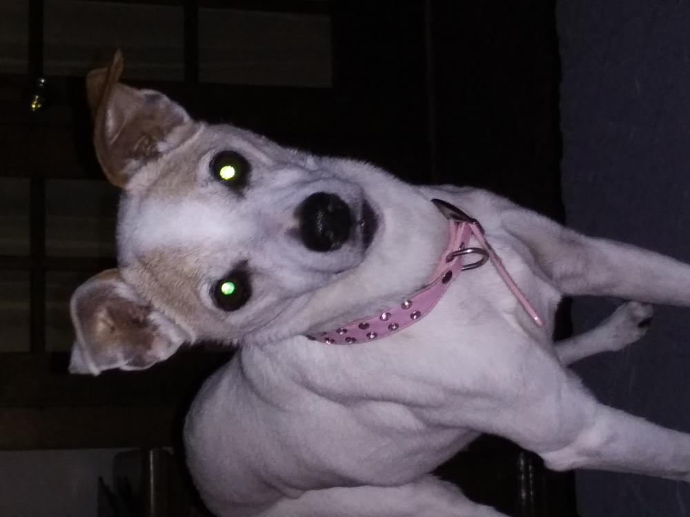 Image of Girly girl, Lost Dog