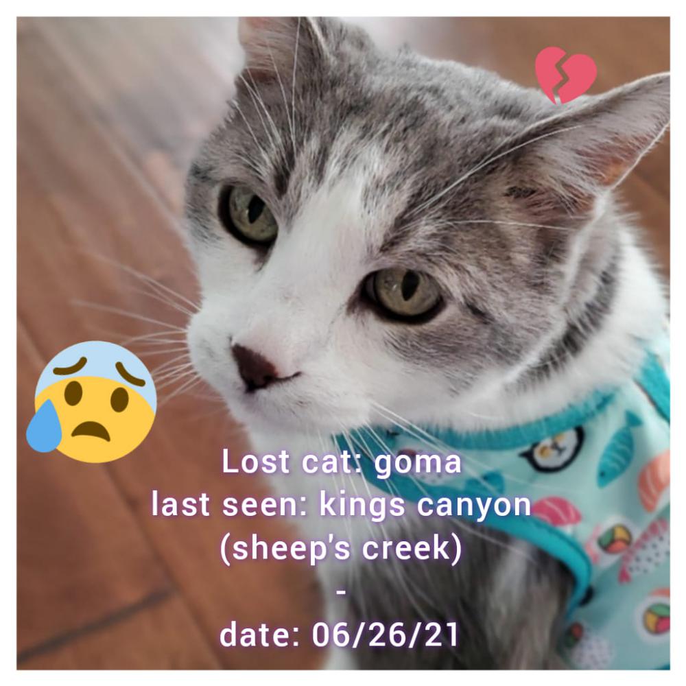 Image of Goma or Gomma, Lost Cat