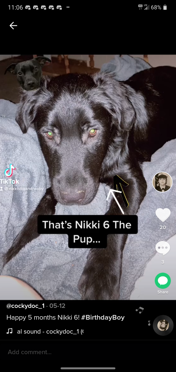 Image of Nikki6, Lost Dog