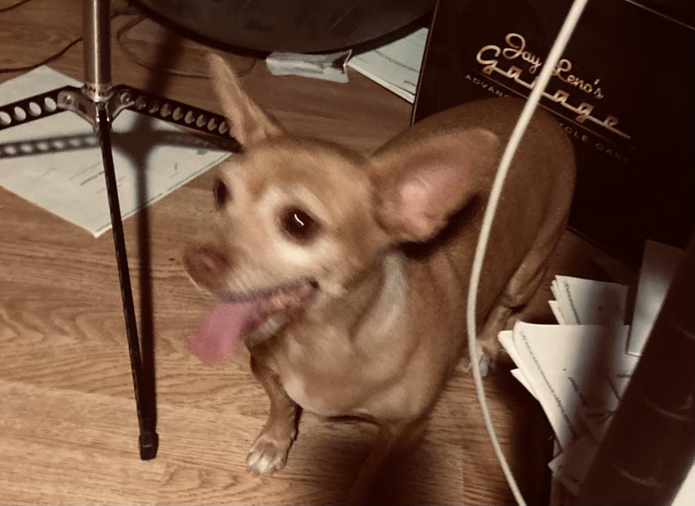 Image of Sweet lost chihuahua, Found Dog