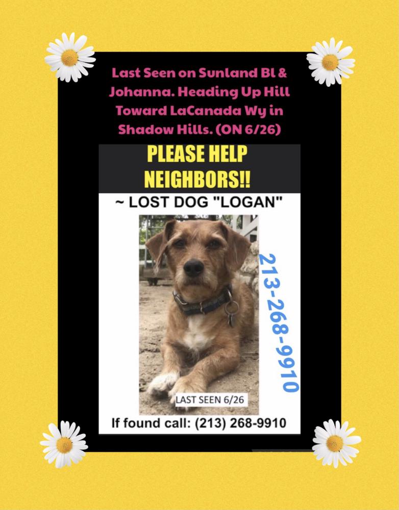 Image of Logan, Lost Dog