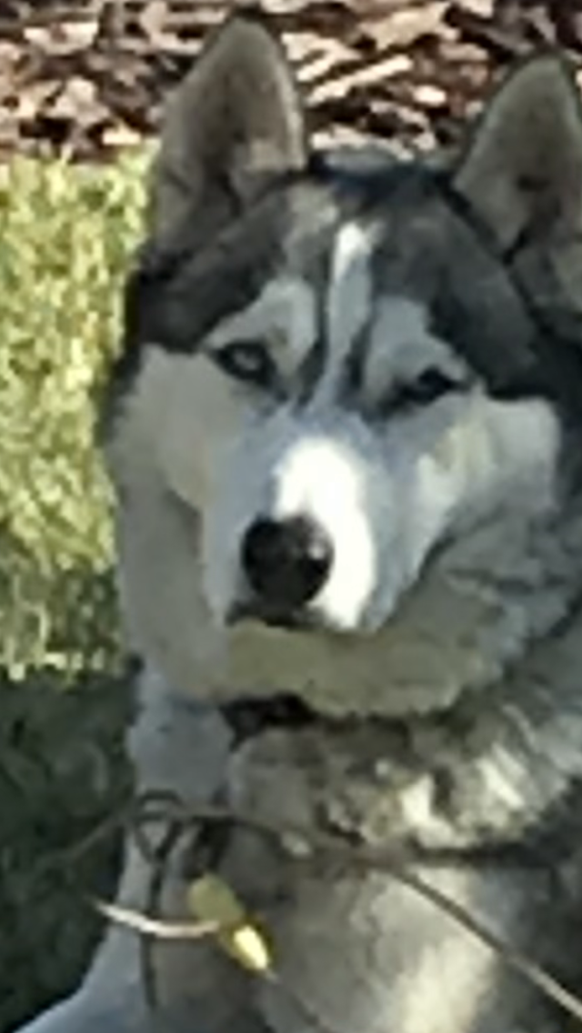 Image of Turbo, Lost Dog