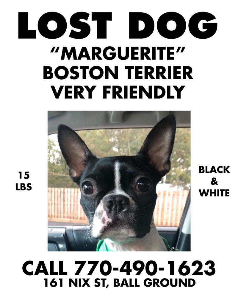 Image of Marguerite, Lost Dog