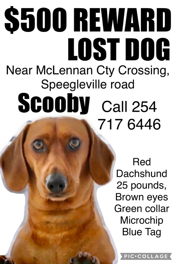 Image of scooby, Lost Dog