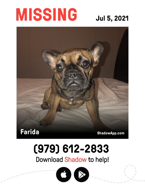 Image of Frida, Lost Dog