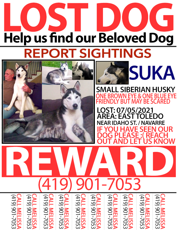 Image of Suka, Lost Dog