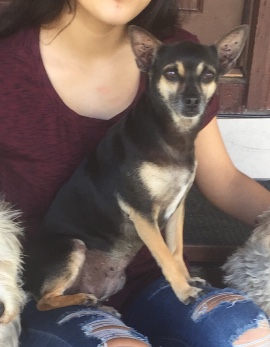 Image of Lizzy, Lost Dog