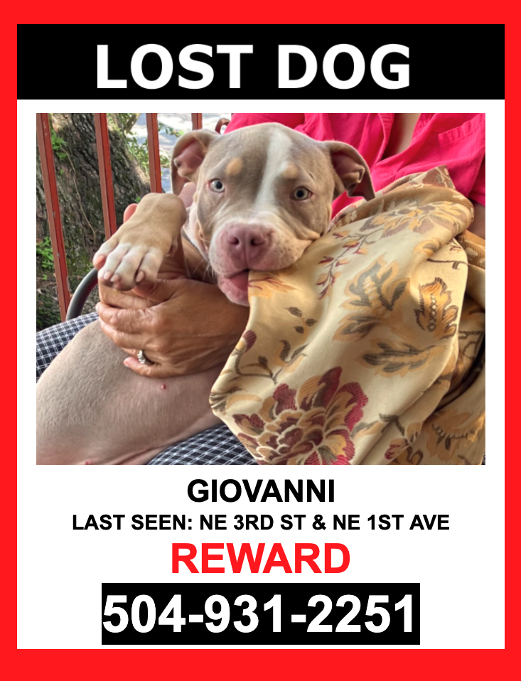 Image of Giovanni, Lost Dog