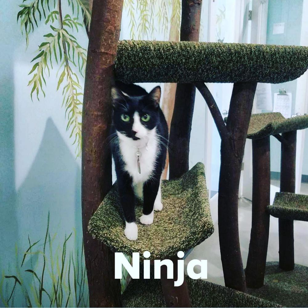 Image of Ninja, Lost Cat