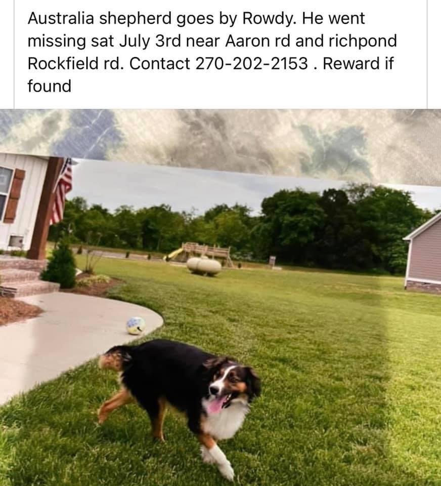 Image of Rowdy, Lost Dog